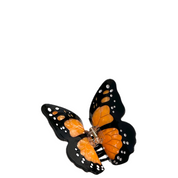 MONARCH ORANGE
