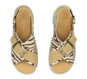 PLIA ZEBRA